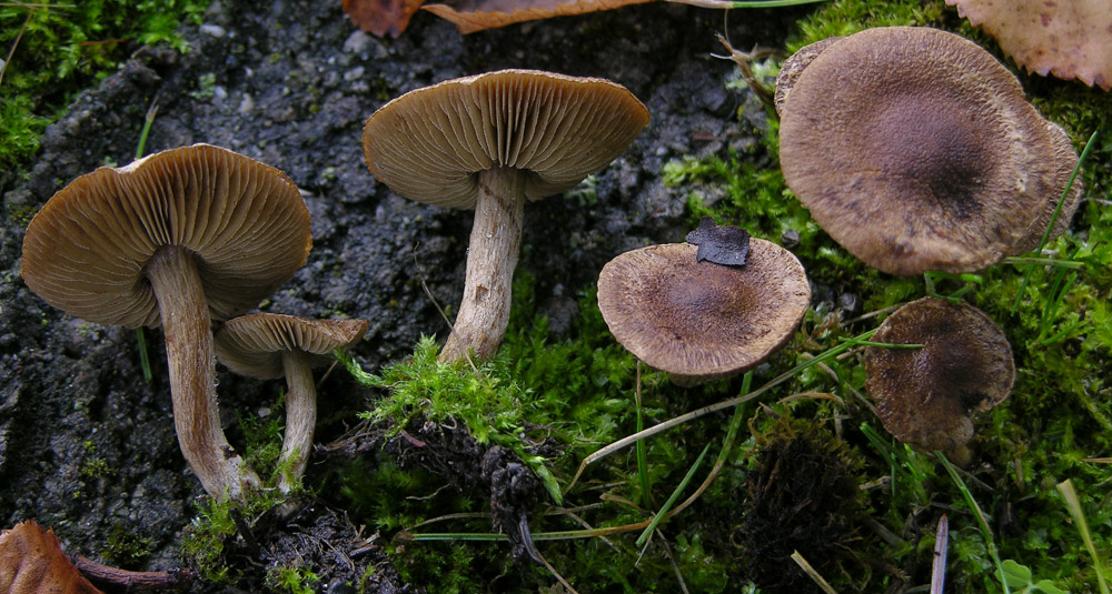 Inocybe sp.